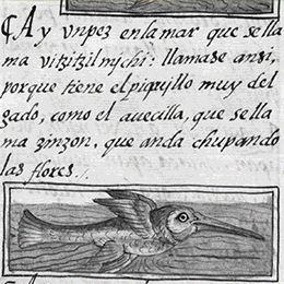 kolibri quadratisch